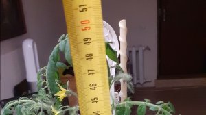 31.05.2026 Ампельный томат. Смотрим, рассуждаем.