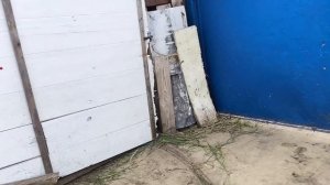 Убрала ЛУК 🌱. Паша приехал на помощь. КОРОВА - гуляет 🐂