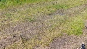 Приехали за клубникой