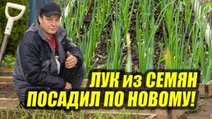 Лук из семян: экстремальная посадка — удивительный результат