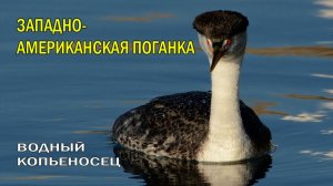 🦅ВОДНЫЙ КОПЬЕНОСЕЦ💦 БЕГУЩИЕ ПО ВОДЕ