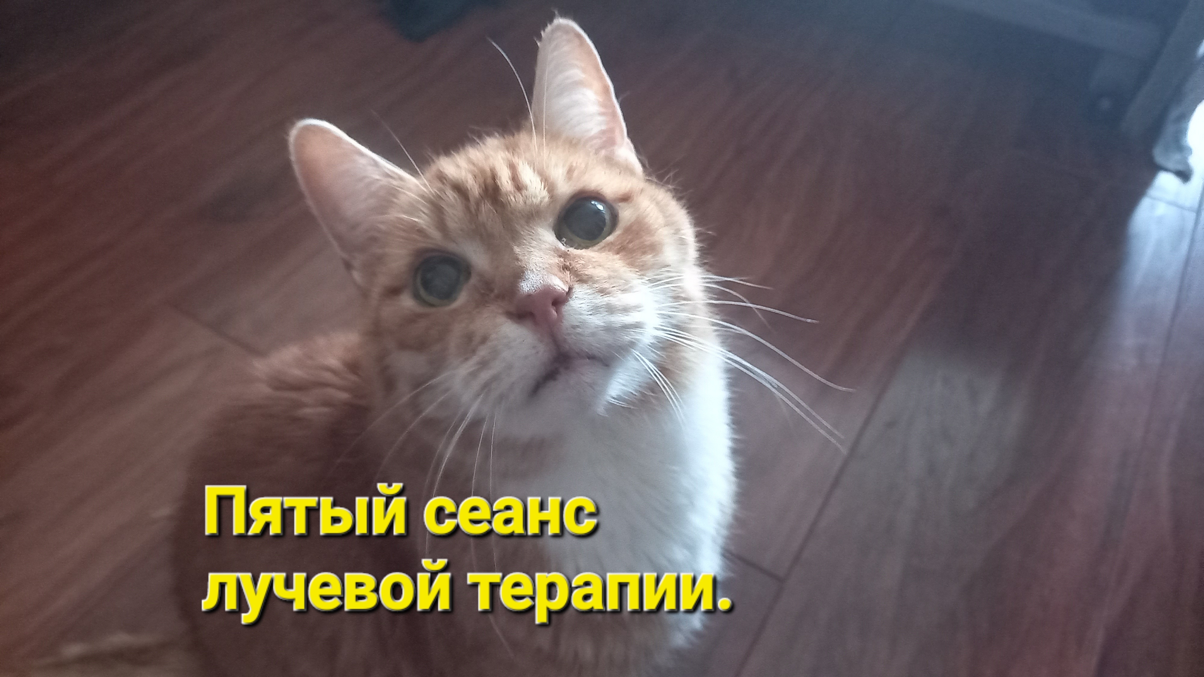 Пятый сеанс лучевой терапии кота Тимофея.