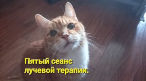 Пятый сеанс лучевой терапии кота Тимофея.