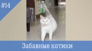 Забавные котики #14. Самые смешные видео с котами и кошками.