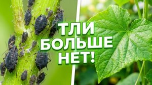 ТЛЯ Исчезнет Навсегда! Добавьте в воду 20 капель ЭТОГО средства...