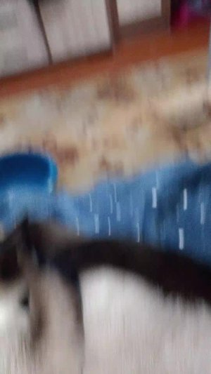 котя