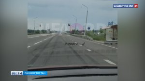 В Уфе на улице Перспективной отважная мама-утка перевела своих утят через дорогу