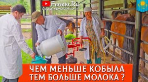 Кумысная ферма. Сколько молока дает казахская лошадь и зачем нужен генетический анализ. Казахстан