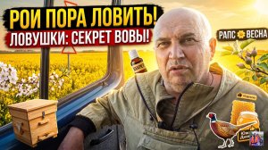 Ставим ловушки для пчёл весной - рапс цветёт, рои пора ловить!