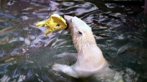 Медвежата Белка и Стрелка прыгают в воду, чтобы поиграть с остатками игрушки «японский заяц».