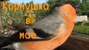 Кормушка в мае