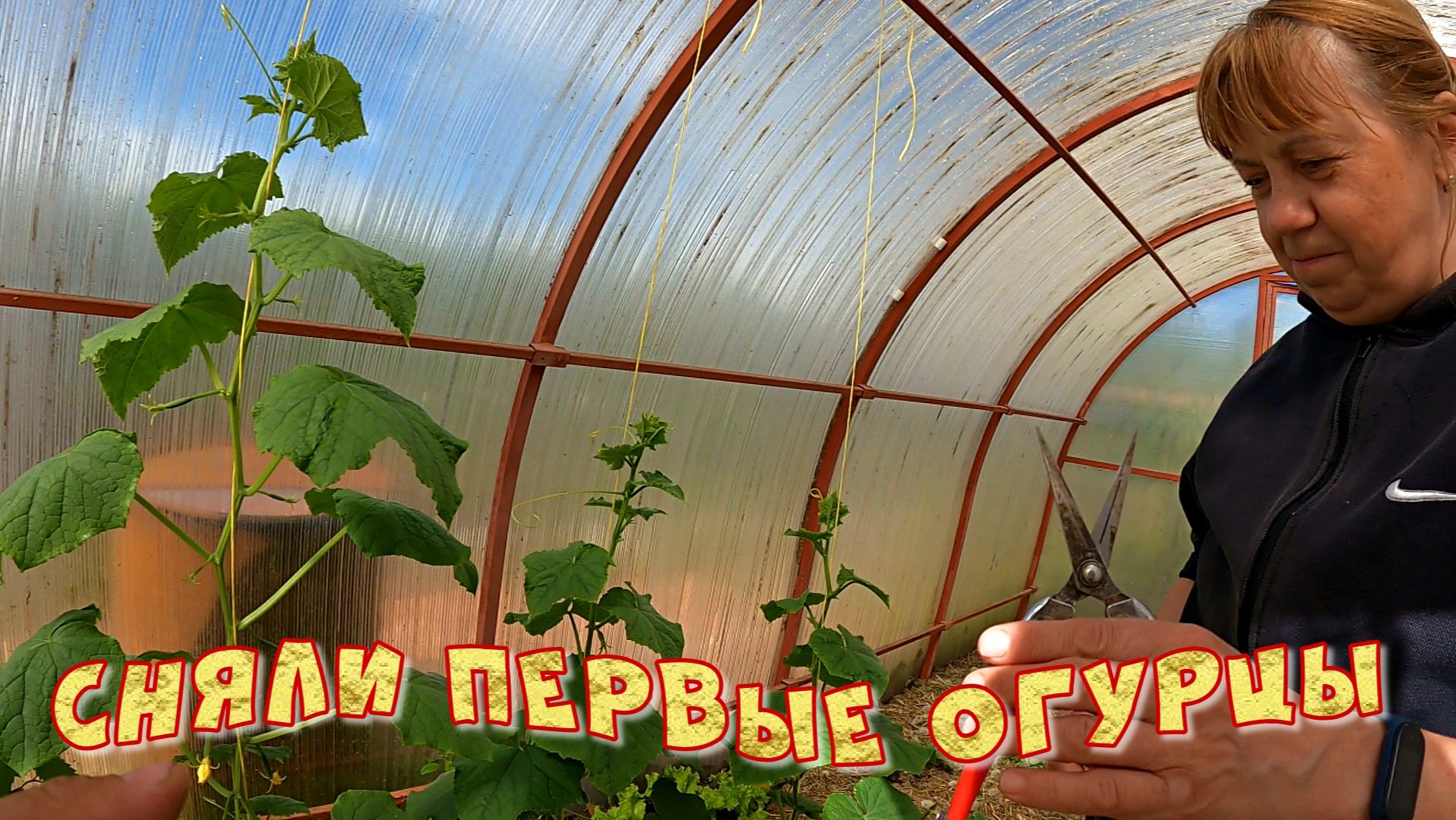СНЯЛИ ПЕРВЫЕ ОГУРЦЫ