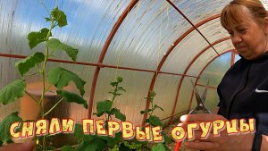 СНЯЛИ ПЕРВЫЕ ОГУРЦЫ