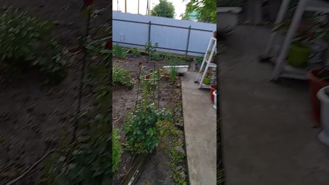 1000105156.mp4с Троицей