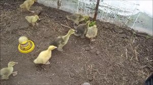 Растут огурцы и гусята с цыплятами