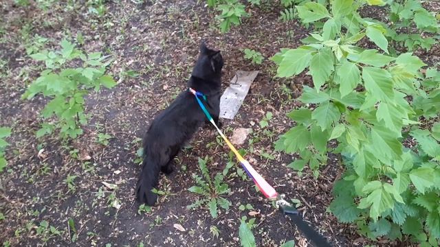 Прогуливается котик. смотреть онлайн