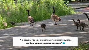 Удивительное рядом; семейный урок на дороге.
