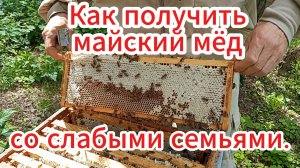 Итоги работы пчелосемей на сжатом гнезде.