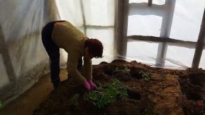 НАЧАЛО ВЕСЕННЕГО СЕЗОНА  ПОСАДКА ТОМАТОВ