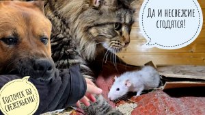 Кошка Морошка стырила у крысы куриную косточку. Пришла ещё одна фазанка. Аист тоже прилетел