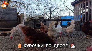 Забавные курочки несушки во дворе очень счастливы 🥚😂🐥 (14)