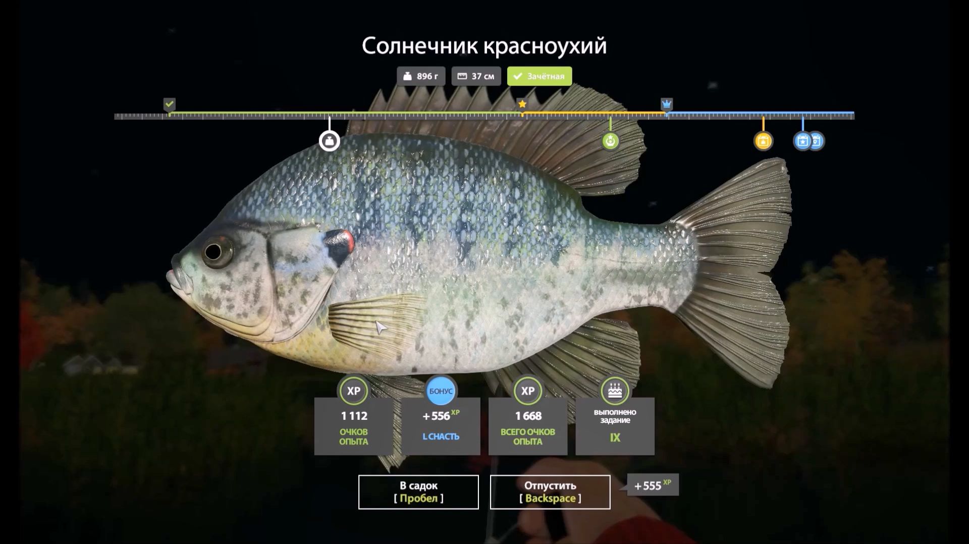 Солнечник Красноухий, выполнение юбилейного задания в игре Русская Рыбалка 4 смотреть онлайн
