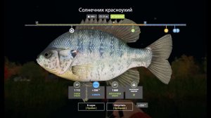 Солнечник Красноухий, выполнение юбилейного задания в игре Русская Рыбалка 4