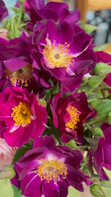 Найт Оул🌺 в букете🌺 смотреть онлайн
