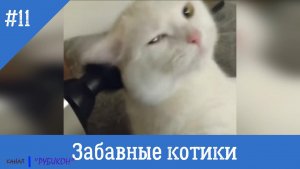 Забавные котики #11. Самые смешные видео с котами и кошками.