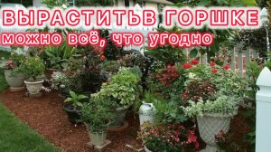В горшке можно вырастить всё что угодно, не только розы.