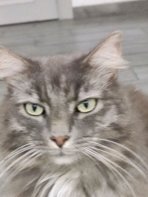 кошка Плюха