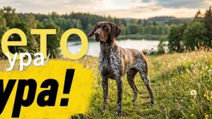 ЛЕТО УРА! (ПРЕМЬЕРА ПЕСНИ!)