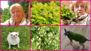 31.05.26 🌺УТРО НА ОГОРОДЕ 🌺 УХОЖУ В ОТПУСК 🌺