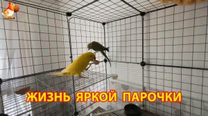 Жёлтый и Зелёный - сериал о жизни двух кольчатых ожереловых попугаев 🦜🦜 (2)