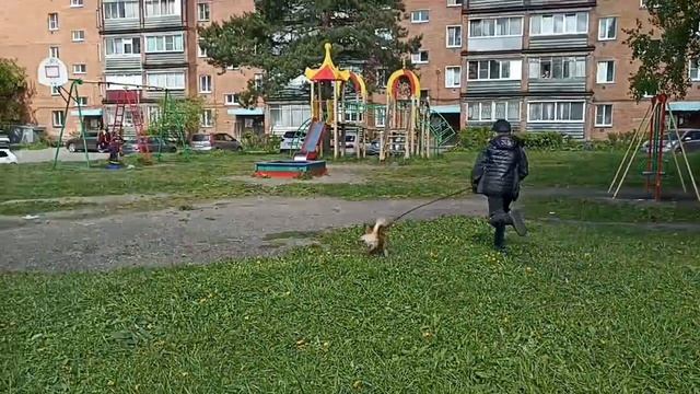Выгул собаки Арчи. смотреть онлайн