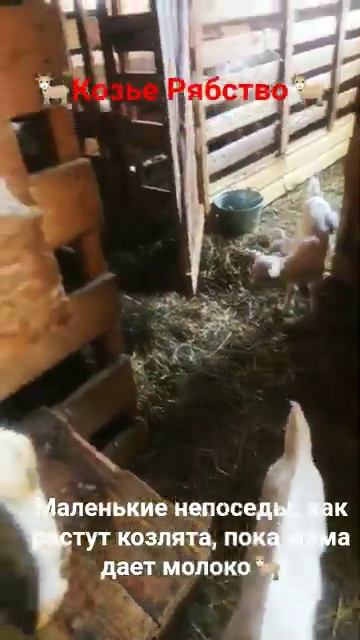 Маленькие непоседы: как растут козлята, пока мама дает молоко.🐐