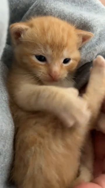 kitten смотреть онлайн