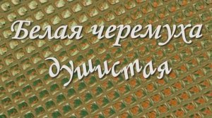 «БЕЛАЯ ЧЕРЁМУХА»  Шувалова Светлана