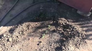 О всходах кабачков и патиссонов