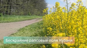 Бескрайние рапсовые поля Кубани | Краснодарский край