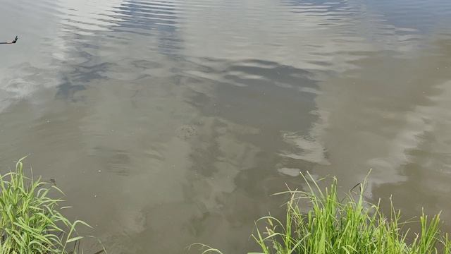Светлые Горы Карп 31.05.2026г. смотреть онлайн
