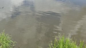 Светлые Горы Карп 31.05.2026г.