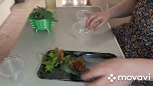 САМЫЕ ЖЕЛАННЫЕ РАСТЕНИЯ,НОВИНОЧКИ!!!КОМНАТНЫЕ РАСТЕНИЯ(ЦВЕТЫ).