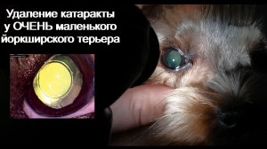 Удаление катаракты у ОЧЕНЬ маленького йоркширского терьера
