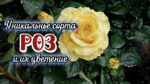 Розы на Юге в конце мая, уникальные сорта