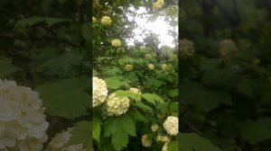 Зацвела калина «Бульданеж» 31.05.2026 г🙂