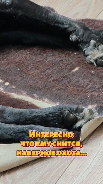 Интересно что ему снится...
#собака #погоня #сон #охота #цирк