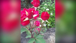 💞Хорошо в деревне летом😄🌹💞Это я😄(часть1)