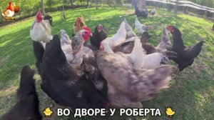 Содержание кур в домашних условиях и других птиц во дворе у Роберта 🐣🐤🦆🐔🪿🦃 (511)