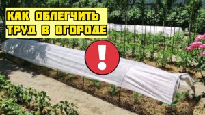 Я избавилась от травы на дорожках и грядках. Не рыхлю. Сократила полив. Как облегчить труд в огороде